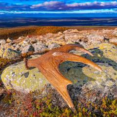 Wanderung und Elchgeweih-Fund am Västerhågna im Klövsjöfjäll