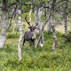 Rentier im Birkenwald entlang des Weitwanderwegs Jämt-Norgevägen