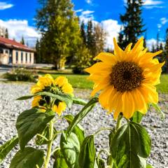 Die Sonnenblumen werden nicht so hoch, blühen aber dafür so schön