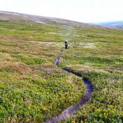 Wanderweg oberhalb der Baumgrenze im Oviksfjäll