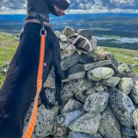 Der Hund hat von der Gipfelpyramide wahrscheinlich Rentiere im Tal bei Arådalen entdeckt